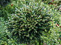 Picea abies Holubec IMG_1333 Świerk pospolity